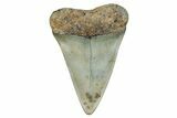 Fossil Broad-Toothed Mako Shark Tooth - North Carolina #272966-1